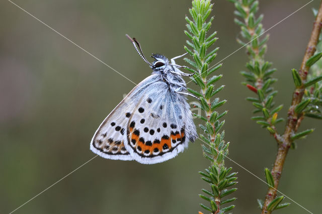 Silver Studded Blue (Plebejus argus)