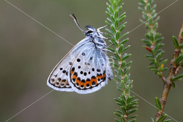 Silver Studded Blue (Plebejus argus)