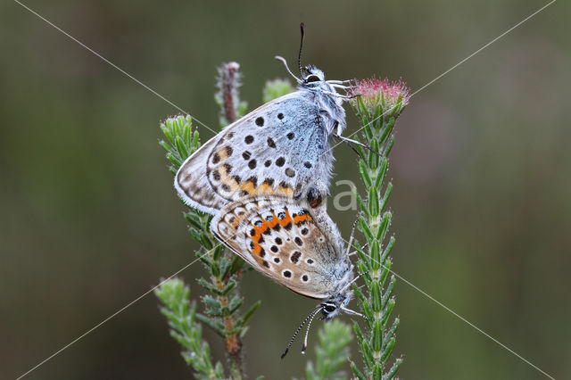 Silver Studded Blue (Plebejus argus)