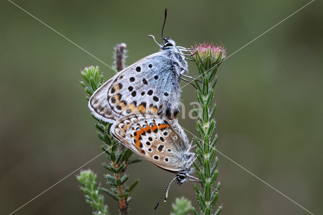 Silver Studded Blue (Plebejus argus)