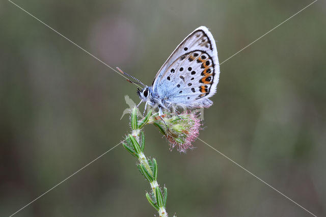 Silver Studded Blue (Plebejus argus)