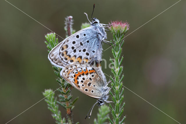 Silver Studded Blue (Plebejus argus)