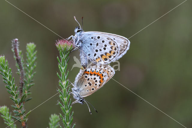 Silver Studded Blue (Plebejus argus)