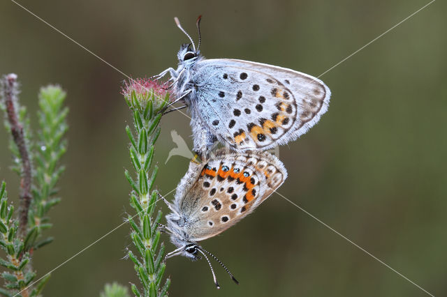 Silver Studded Blue (Plebejus argus)