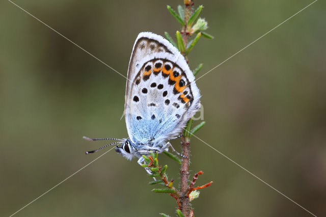 Silver Studded Blue (Plebejus argus)