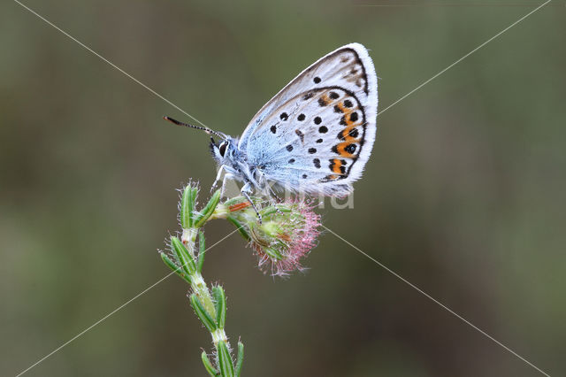 Heideblauwtje (Plebejus argus)