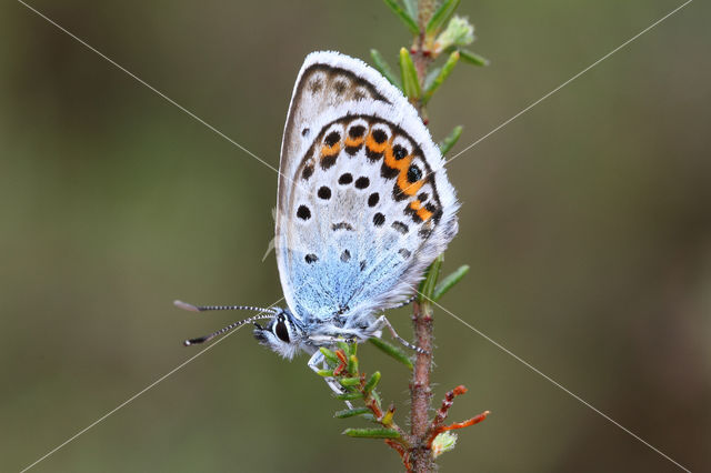 Silver Studded Blue (Plebejus argus)