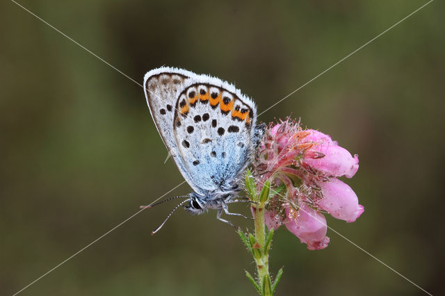 Silver Studded Blue (Plebejus argus)