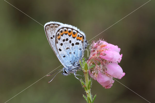 Silver Studded Blue (Plebejus argus)