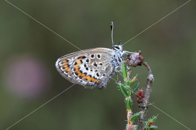 Silver Studded Blue (Plebejus argus)