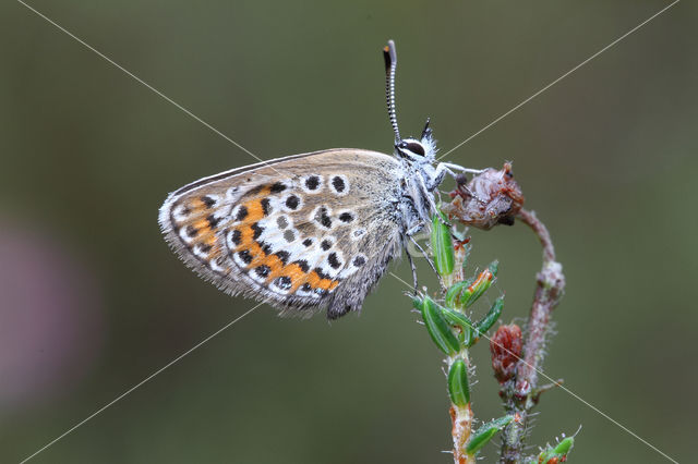 Silver Studded Blue (Plebejus argus)