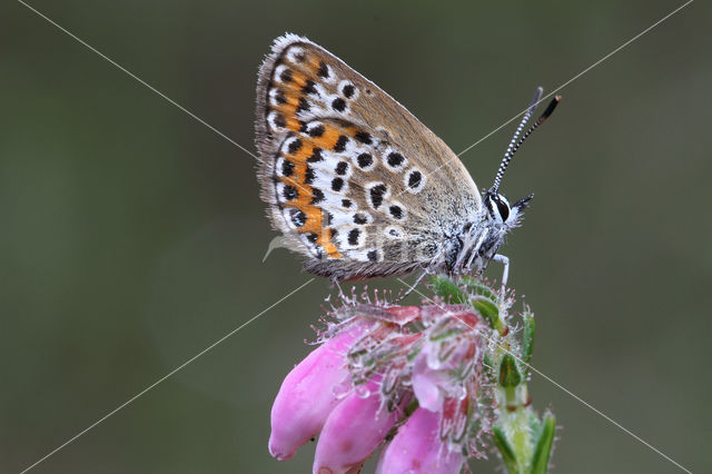 Silver Studded Blue (Plebejus argus)