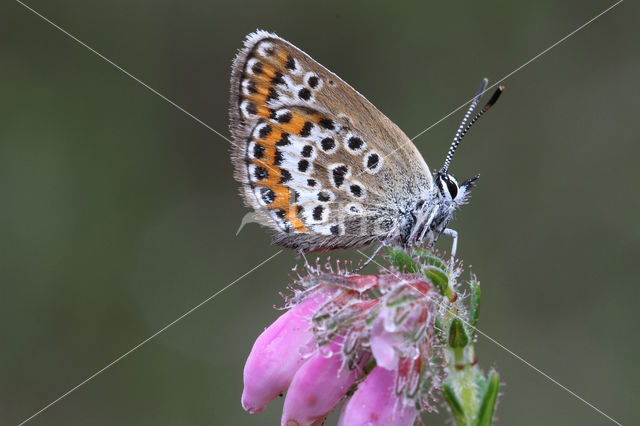 Silver Studded Blue (Plebejus argus)