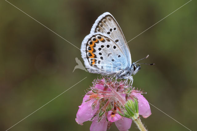 Silver Studded Blue (Plebejus argus)