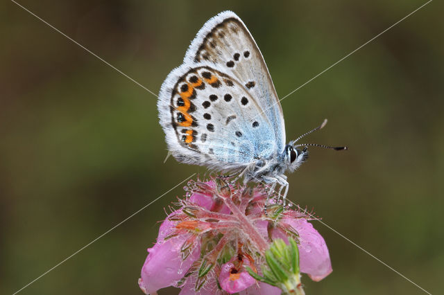 Silver Studded Blue (Plebejus argus)