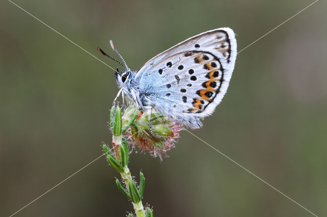 Silver Studded Blue (Plebejus argus)