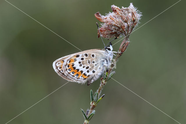 Silver Studded Blue (Plebejus argus)