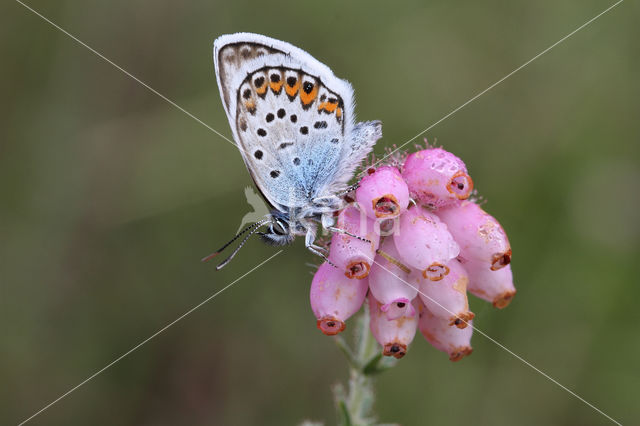 Silver Studded Blue (Plebejus argus)