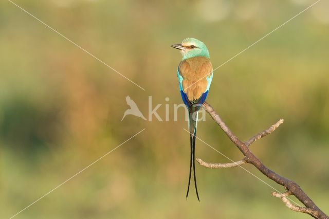 Sahelscharrelaar (Coracias abyssinica)