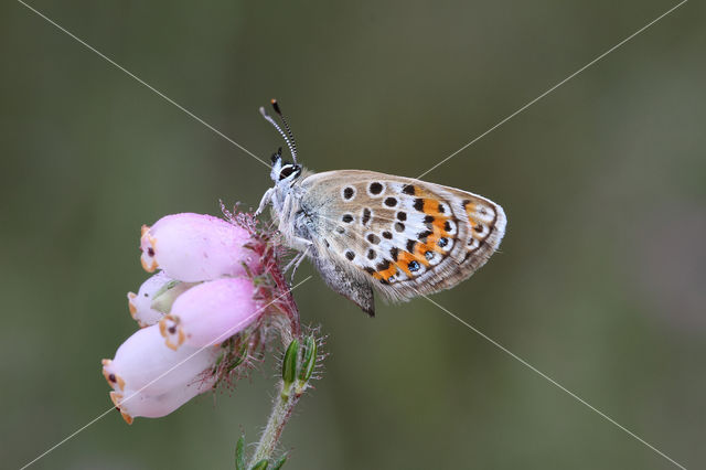 Silver Studded Blue (Plebejus argus)