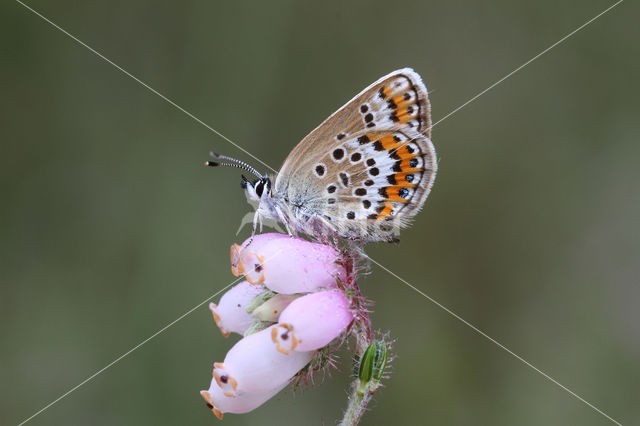 Silver Studded Blue (Plebejus argus)