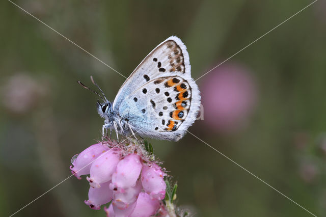 Silver Studded Blue (Plebejus argus)