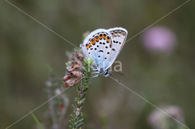 Heideblauwtje (Plebejus argus)