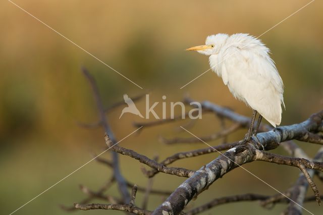 Koereiger (Bubulcus ibis)