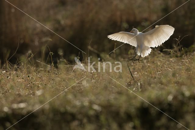 Koereiger (Bubulcus ibis)
