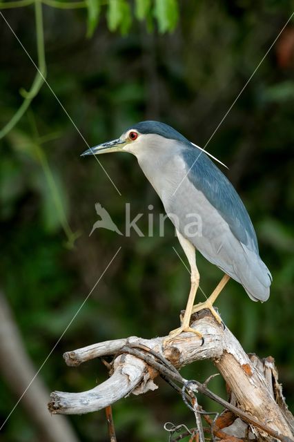 Night Heron (Nycticorax nycticorax)