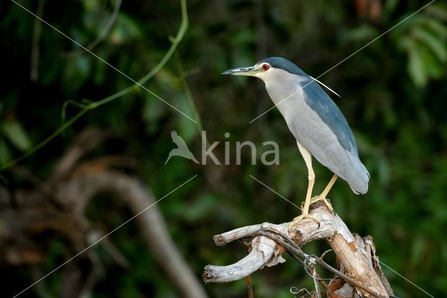 Night Heron (Nycticorax nycticorax)