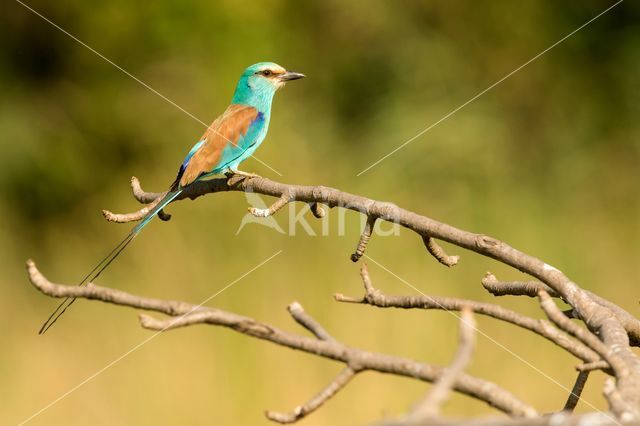 Sahelscharrelaar (Coracias abyssinica)