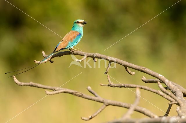 Sahelscharrelaar (Coracias abyssinica)