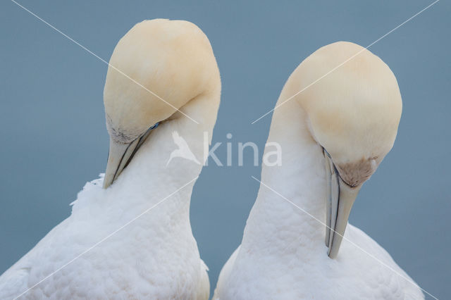 Northern Gannet (Morus bassanus)