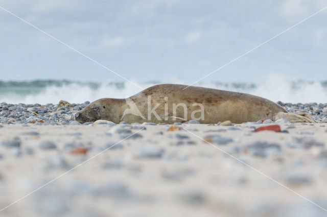 Grey Seal (Halichoerus grypus)