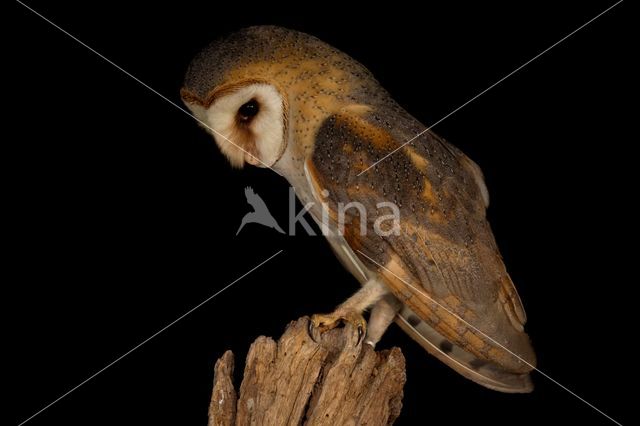 Barn Owl (Tyto alba)