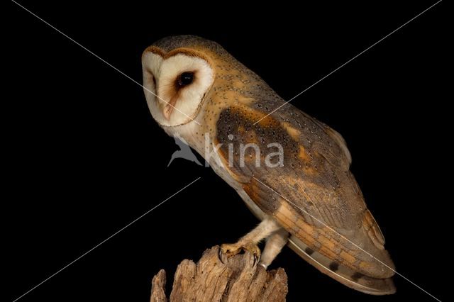 Barn Owl (Tyto alba)