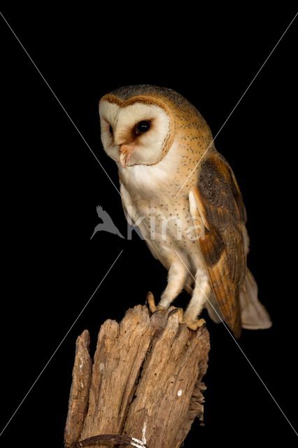 Barn Owl (Tyto alba)