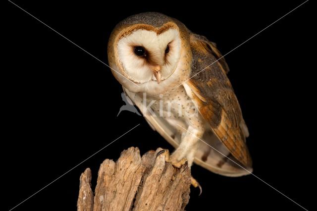 Barn Owl (Tyto alba)