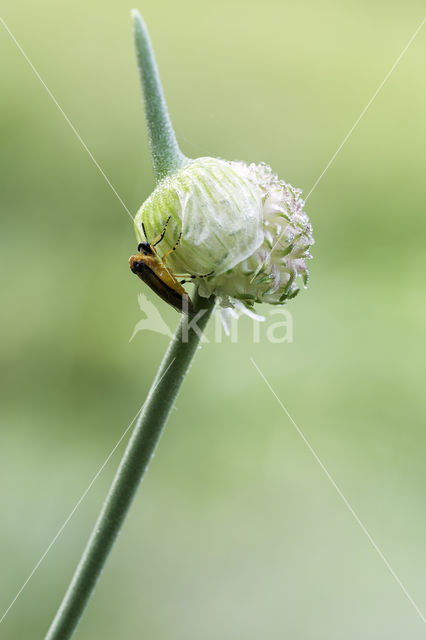 Knollenbladwesp (Athalia rosae)