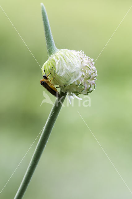 Sawfly (Athalia rosae)