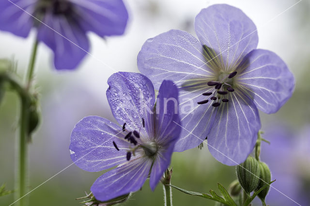 Beemdooievaarsbek (Geranium pratense)