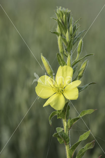 Teunisbloem (Oenothera tetragona)