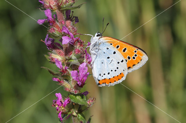 Large Copper (Lycaena dispar)