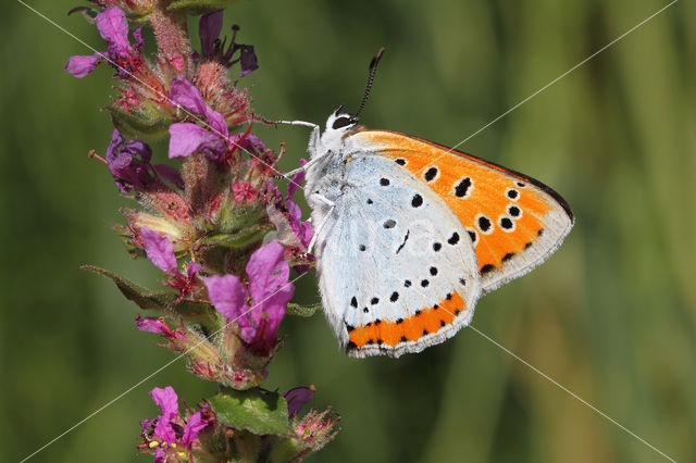 Grote vuurvlinder (Lycaena dispar)