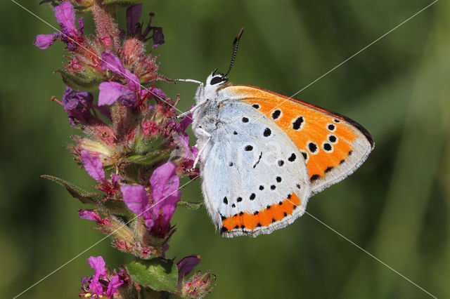 Grote vuurvlinder (Lycaena dispar)