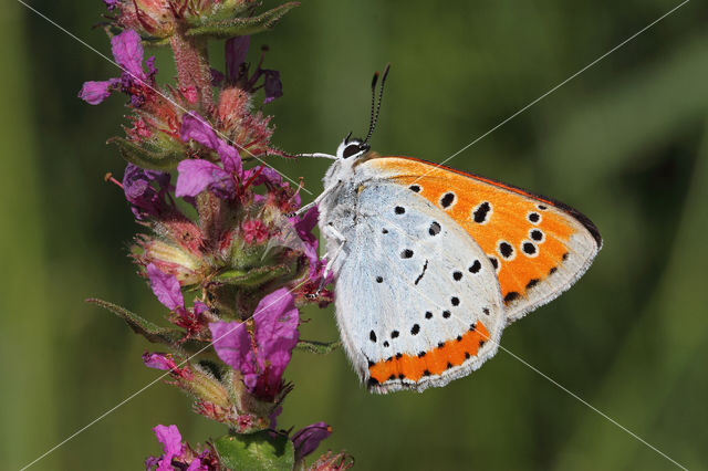 Grote vuurvlinder (Lycaena dispar)