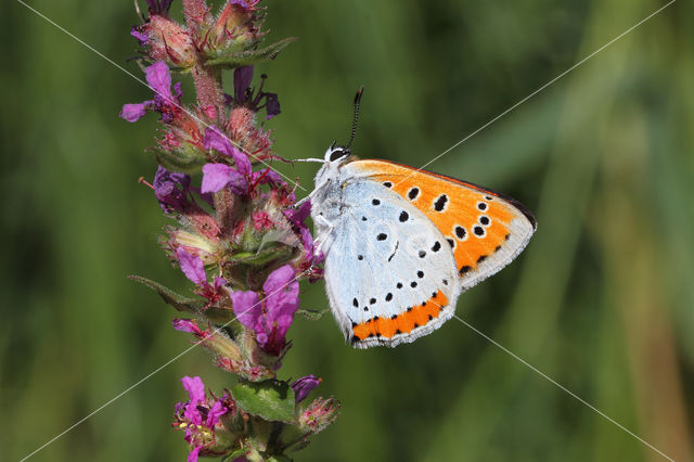 Large Copper (Lycaena dispar)