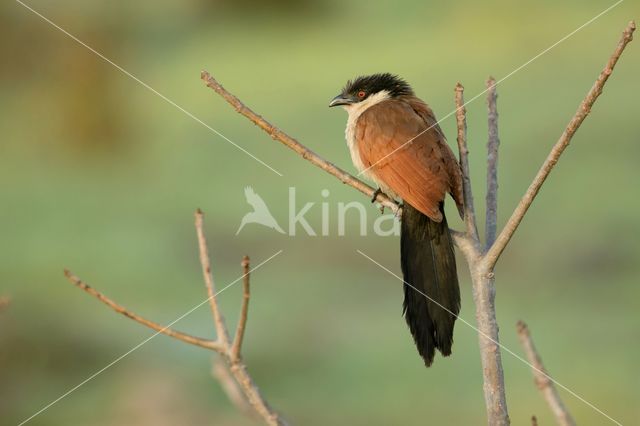 Senegalese Spoorkoekoek (Centropus senegalensis)