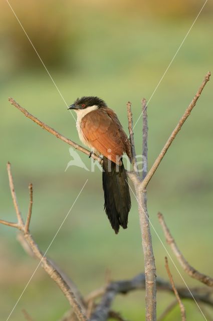 Senegalese Spoorkoekoek (Centropus senegalensis)